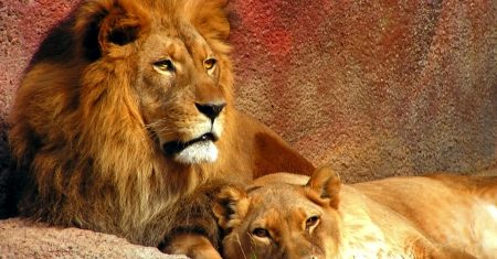 Xamanismo: Conectando-se Com o Seu Animal de Poder