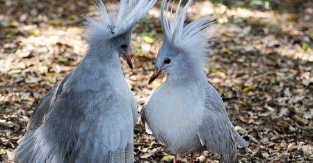 Como RECONQUISTAR Quem Você Deseja Com a Ajuda do ARQUÉTIPO DO KAGU