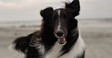 Seu Animal De Estimação é Paranormal e Você Não Sabe