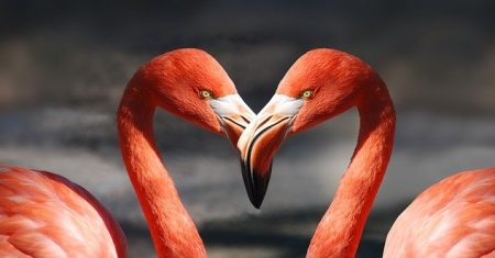 ARQUÉTIPO DO FLAMINGO – O Amor Que Flui