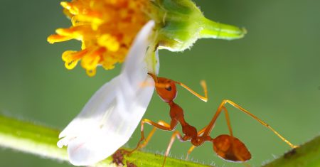 Trabalhe Com o ARQUÉTIPO da FORMIGA Se Você Quiser Conseguir Um Excelente EMPREGO