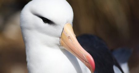 ARQUÉTIPO DO ALBATROZ – ACERTE Na Escolha Do Seu AMOR!